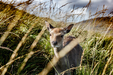 Close-up of a deer partially hidden in tall grass.  Focus on deer's face,  surrounded by...