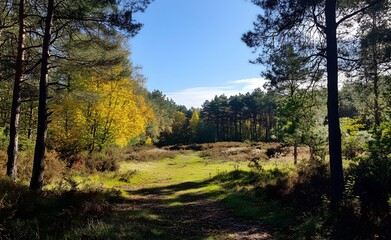 Obraz premium Beautiful forest landscape with trees and sunlight in autumn, a sunny day in the pine woods. Great for a background or wallpaper.