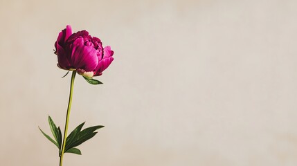 Fototapeta premium A solitary vibrant magenta peony against a light taupe background, close-up shot, Minimalist style