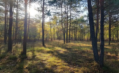 Beautiful forest landscape with trees and sunlight in autumn, a sunny day in the pine woods. Great for a background or wallpaper.