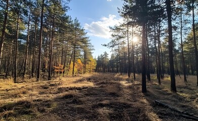 Naklejka premium Beautiful forest landscape with trees and sunlight in autumn, a sunny day in the pine woods. Great for a background or wallpaper.