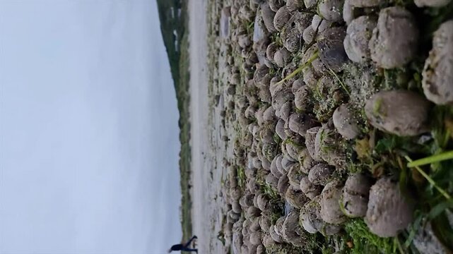 Lots of sea urchins on a beach in County Donegal, Ireland