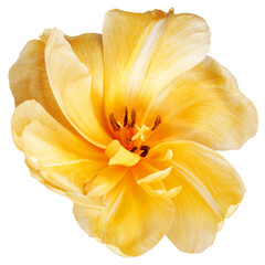 tulip flower  on  isolated background with clipping path. Closeup. For design. Transparent background.	