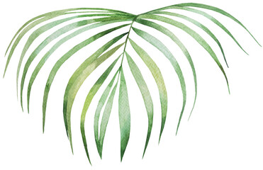 Watercolor green palm leaf isolated illustration, tropical exotic wedding element