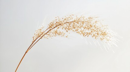 Obraz premium Delicate Dried Grass Flower Against White Background