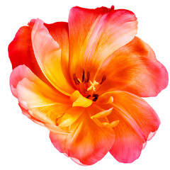 tulip flower  on  isolated background with clipping path. Closeup. For design. Nature.  Transparent background.	