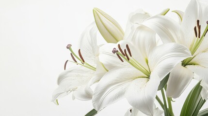 Fototapeta premium A striking arrangement of white lilies against a pure white backdrop, close-up shot, Minimalist style