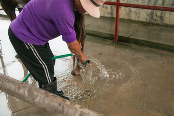 Middle-aged man bathing a horse