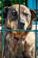 Dog in animal shelter waiting for adoption. Portrait of homeless dog in animal shelter cage.
