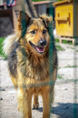Dog in animal shelter waiting for adoption. Portrait of homeless dog in animal shelter cage.