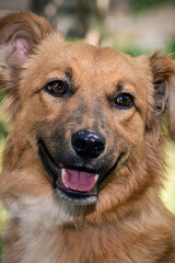 Dog in animal shelter waiting for adoption. Portrait of homeless dog in animal shelter cage.