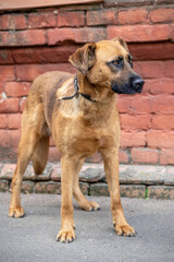 Dog in animal shelter waiting for adoption. Portrait of homeless dog in animal shelter cage.