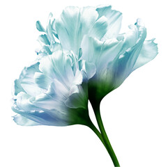 tulip flower  on isolated background with clipping path. Closeup. For design. Transparent background.	