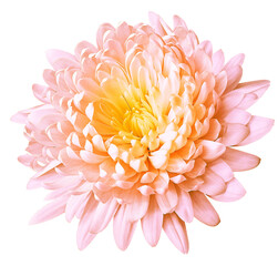 Chrysanthemum  flower  on  isolated background with clipping path. Closeup. For design. Transparent background.	