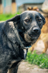 Dog in animal shelter waiting for adoption. Portrait of homeless dog in animal shelter cage.