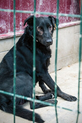 Dog in animal shelter waiting for adoption. Portrait of homeless dog in animal shelter cage.