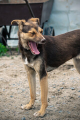 Dog in animal shelter waiting for adoption. Portrait of homeless dog in animal shelter cage.