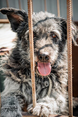 Dog in animal shelter waiting for adoption. Portrait of homeless dog in animal shelter cage.