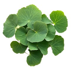 Green centella leaves isolated on a white background, PNG 