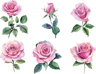 set of pink roses