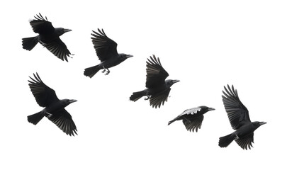 Seven Crows in Flight Black Birds Soaring, Wings Spread Wide