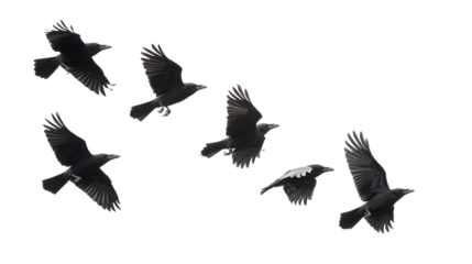 Seven Crows in Flight Black Birds Soaring, Wings Spread Wide