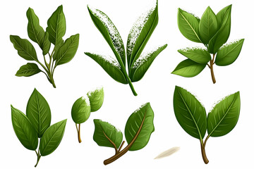 Fototapeta premium Green leaves with some snow, shown on a white background, for nature illustration and graphic use.