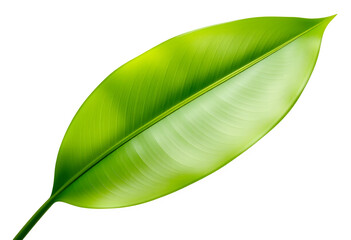 green leaf isolated on white