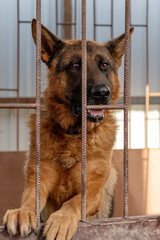 Dog in animal shelter waiting for adoption. Portrait of homeless dog in animal shelter cage.