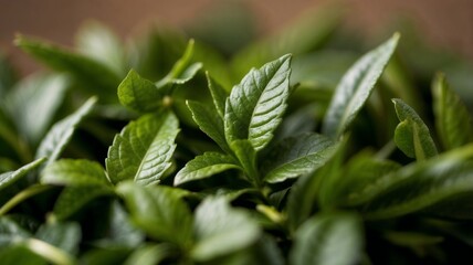 Close-up of green tea leaves with natural details