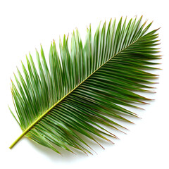 Obraz premium Single green palm frond isolated on white.