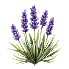 Naklejka premium Soft Purple Lavender Flower Field Watercolor Art