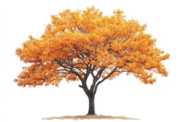 Isolated autumn tree with golden leaves on white background.