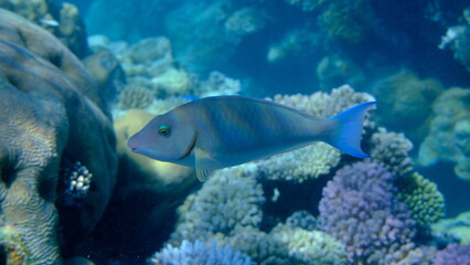 Candelamoa parrotfish or longnose parrotfish (Hipposcarus harid) undersea, Red Sea, Egypt, Sharm El Sheikh, Montazah Bay