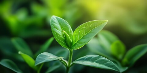 Vibrant baby green plant primed for growth, showcasing the beauty and potential of a baby green plant. This baby green plant symbolizes renewal and the joy of new beginnings.