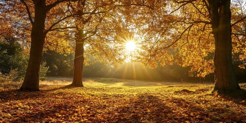 Fototapeta premium Sunlight filtering through trees creates a beautiful scene, showcasing the sun s warm glow and the intricate patterns formed by the leaves. This image captures the essence of the sun shining through