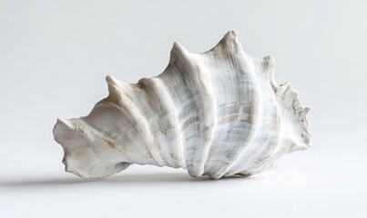 Obraz premium A white shell with a brown tip