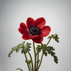A red anemone flower with a dark center, isolated on white.