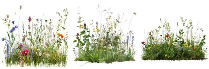 A vibrant display of diverse wildflowers showcasing various colors and shapes, creating a lush, natural environment.