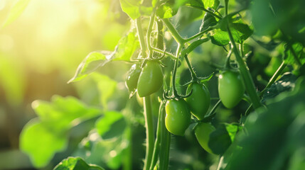 Fototapeta premium vegetarian food, stem, crop, fresh, growth, garden, World Legume Day, the legume plant. beans, peas