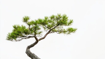 Fototapeta premium A Single Pine Tree Against A White Background