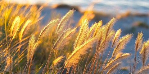 Fototapeta premium Backlit grass stems create a captivating scene along a coastal area, showcasing the beauty of grass in light and shadow at the shoreline. The grass stems gently sway in the breeze.