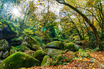magische, mystische Stimmung im Zauberwald von Huelgoat (F, Bretagne, Finistère, Huelgoat)