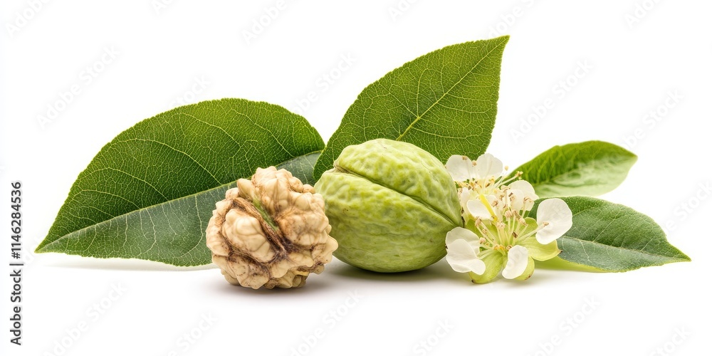Poster green walnut and green walnut flower isolated against a white background, showcasing the unique feat