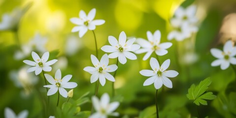 Fototapeta premium Delicate tiny flowers of Stellaria media showcase their beauty, often referred to by various names. These tiny flowers, like chickenwort and winterweed, are a charming sight in nature.