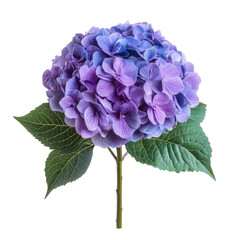 Fototapeta premium color hydrangea isolated on white