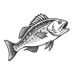 Atlantic Croaker Fish Vector Art and Illustration