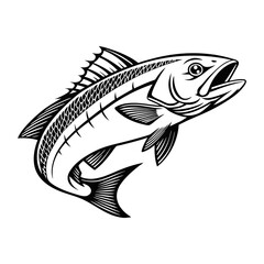 Atlantic Croaker Fish Vector Art and Illustration