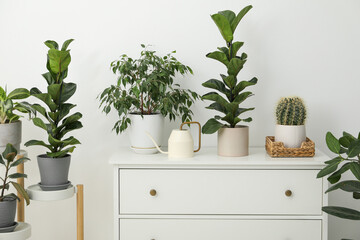 Watering can, beautiful houseplants and chest of drawers indoors