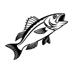Atlantic Croaker Fish Vector Art and Illustration
